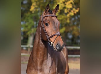 Westphalian, Gelding, 4 years, 16,2 hh, Brown