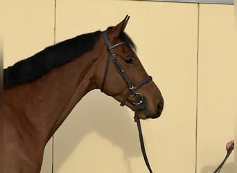 Westphalian, Gelding, 4 years, 16.2 hh, Brown