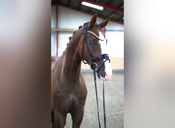 Westphalian, Gelding, 4 years, 16.2 hh, Chestnut
