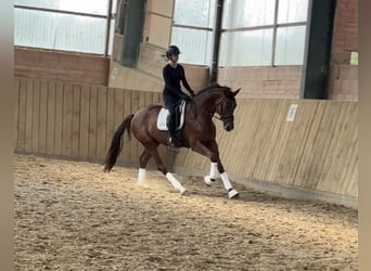Westphalian, Gelding, 4 years, 16.2 hh, Chestnut
