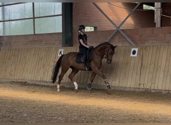 Westphalian, Gelding, 4 years, 16.2 hh, Chestnut