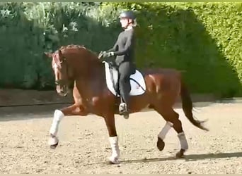 Westphalian, Gelding, 4 years, 16.2 hh, Chestnut-Red