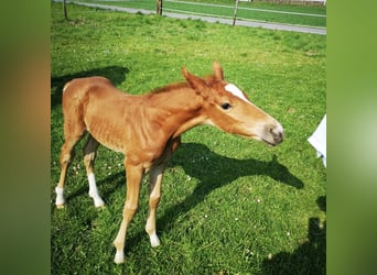 Westphalian, Gelding, 4 years, 16.2 hh, Chestnut-Red