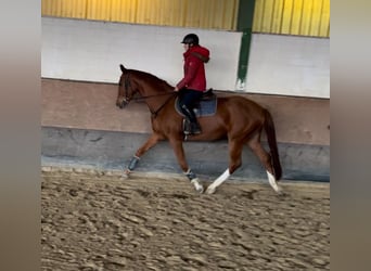 Westphalian, Gelding, 4 years, 16,2 hh, Chestnut-Red