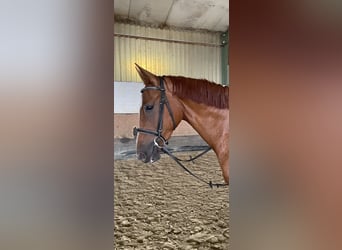 Westphalian, Gelding, 4 years, 16,2 hh, Chestnut-Red