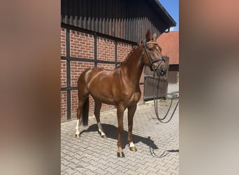 Westphalian, Gelding, 4 years, 16.2 hh, Chestnut-Red