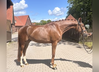 Westphalian, Gelding, 4 years, 16.2 hh, Chestnut-Red