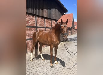 Westphalian, Gelding, 4 years, 16.2 hh, Chestnut-Red