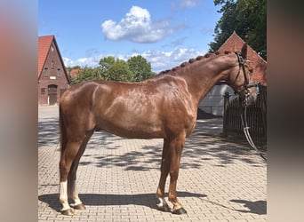 Westphalian, Gelding, 4 years, 16.2 hh, Chestnut-Red