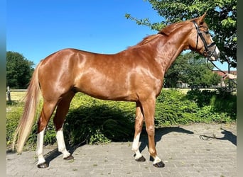 Westphalian, Gelding, 4 years, 16,2 hh, Chestnut-Red