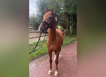 Westphalian, Gelding, 4 years, 16.2 hh, Chestnut-Red