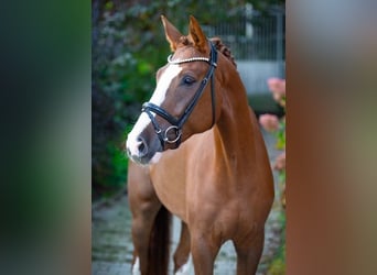 Westfale, Wallach, 4 Jahre, 16,2 hh, Fuchs