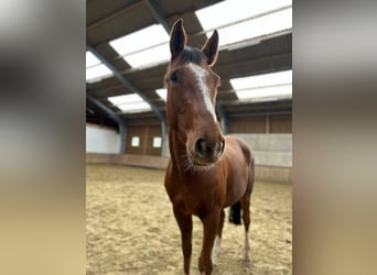 Westphalian, Gelding, 4 years, 16,2 hh, Chestnut-Red