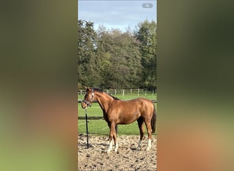 Westphalian, Gelding, 4 years, 16,2 hh, Chestnut-Red