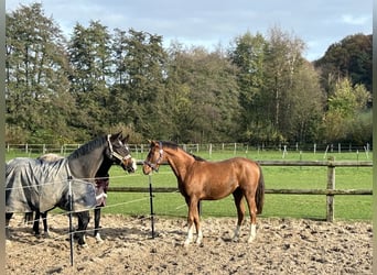 Westphalian, Gelding, 4 years, 16,2 hh, Chestnut-Red