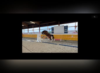 Westphalian, Gelding, 4 years, 16,2 hh, Chestnut-Red