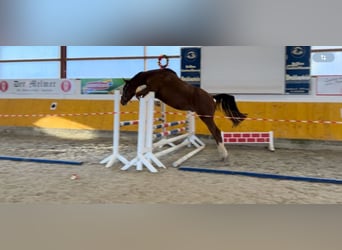 Westphalian, Gelding, 4 years, 16,2 hh, Chestnut-Red