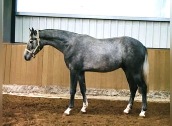 Westphalian, Gelding, 4 years, 16,2 hh, Gray-Dapple