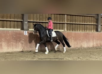 Westphalian, Gelding, 4 years, 16.2 hh, Smoky-Black