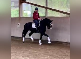 Westphalian, Gelding, 4 years, 16.2 hh, Smoky-Black