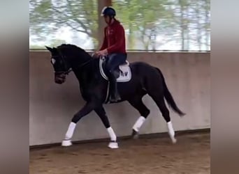 Westphalian, Gelding, 4 years, 16.2 hh, Smoky-Black