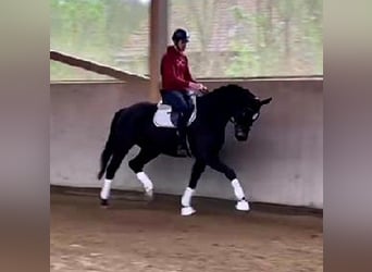 Westphalian, Gelding, 4 years, 16.2 hh, Smoky-Black