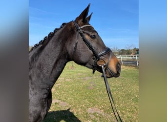 Westphalian, Gelding, 4 years, 16.2 hh, Smoky-Black