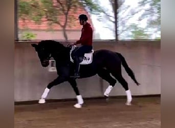 Westphalian, Gelding, 4 years, 16.2 hh, Smoky-Black