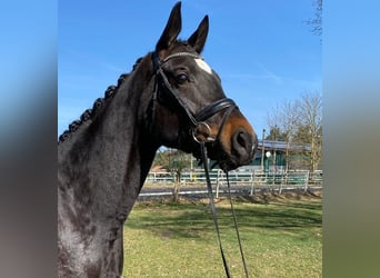 Westphalian, Gelding, 4 years, 16.2 hh, Smoky-Black