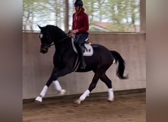 Westphalian, Gelding, 4 years, 16.2 hh, Smoky-Black