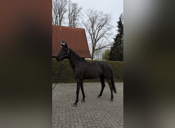 Westphalian, Gelding, 4 years, 16.2 hh, Smoky-Black