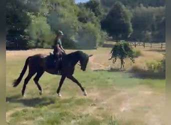 Westphalian, Gelding, 4 years, 16.3 hh, Bay-Dark