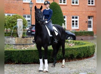 Westphalian, Gelding, 4 years, 16.3 hh, Black