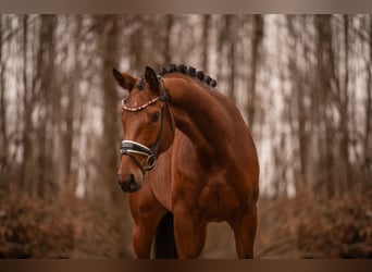 Westphalian, Gelding, 4 years, 16,3 hh, Brown