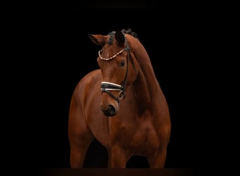 Westphalian, Gelding, 4 years, 16,3 hh, Brown