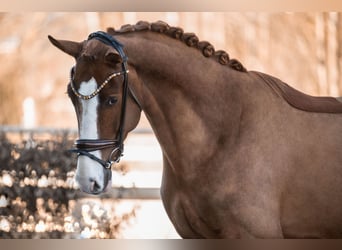 Westphalian, Gelding, 4 years, 16,3 hh