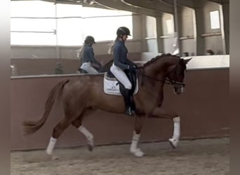 Westphalian, Gelding, 4 years, 16,3 hh