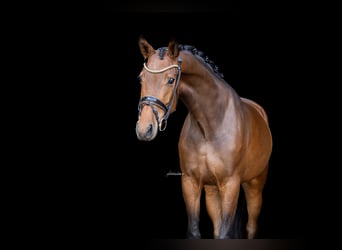 Westphalian, Gelding, 4 years, 16 hh, Bay-Dark