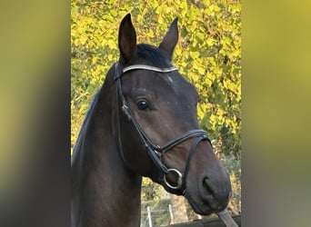 Westphalian, Gelding, 4 years, 16 hh, Bay-Dark