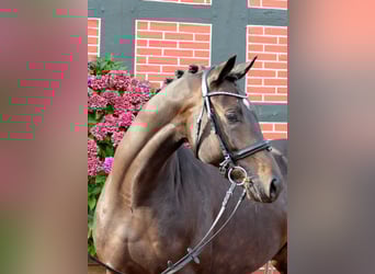 Westphalian, Gelding, 4 years, 16 hh, Bay-Dark
