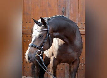 Westphalian, Gelding, 4 years, 16 hh, Bay-Dark