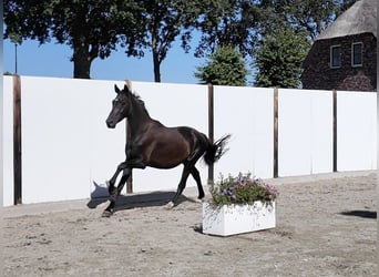 Westphalian, Gelding, 4 years, 16 hh, Bay-Dark
