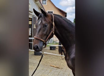 Westphalian, Gelding, 4 years, 16 hh, Bay-Dark