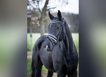 Westphalian, Gelding, 4 years, 16 hh, Black