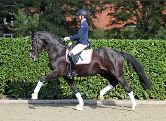 Westphalian, Gelding, 4 years, 16 hh, Black
