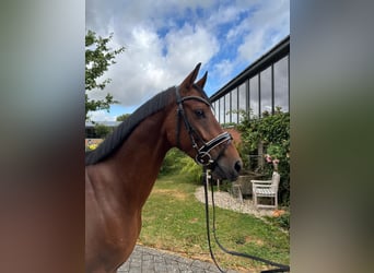 Westphalian, Gelding, 4 years, 16 hh, Brown