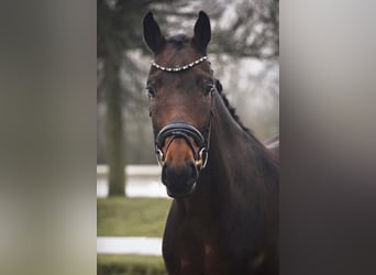 Westphalian, Gelding, 4 years, 16 hh, Brown