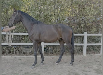 Westphalian, Gelding, 4 years, 16 hh, Brown