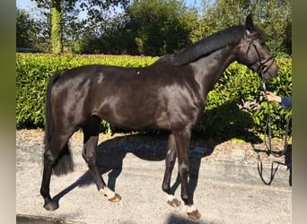 Westphalian, Gelding, 4 years, 16 hh, Brown