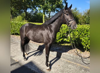 Westphalian, Gelding, 4 years, 16 hh, Brown
